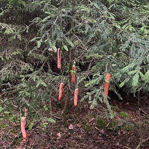 Zdobení stromečku pro zvířátka 2025