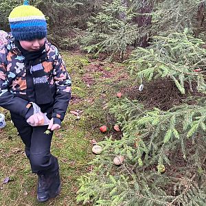 Zdobení stromečku pro zvířátka 2025